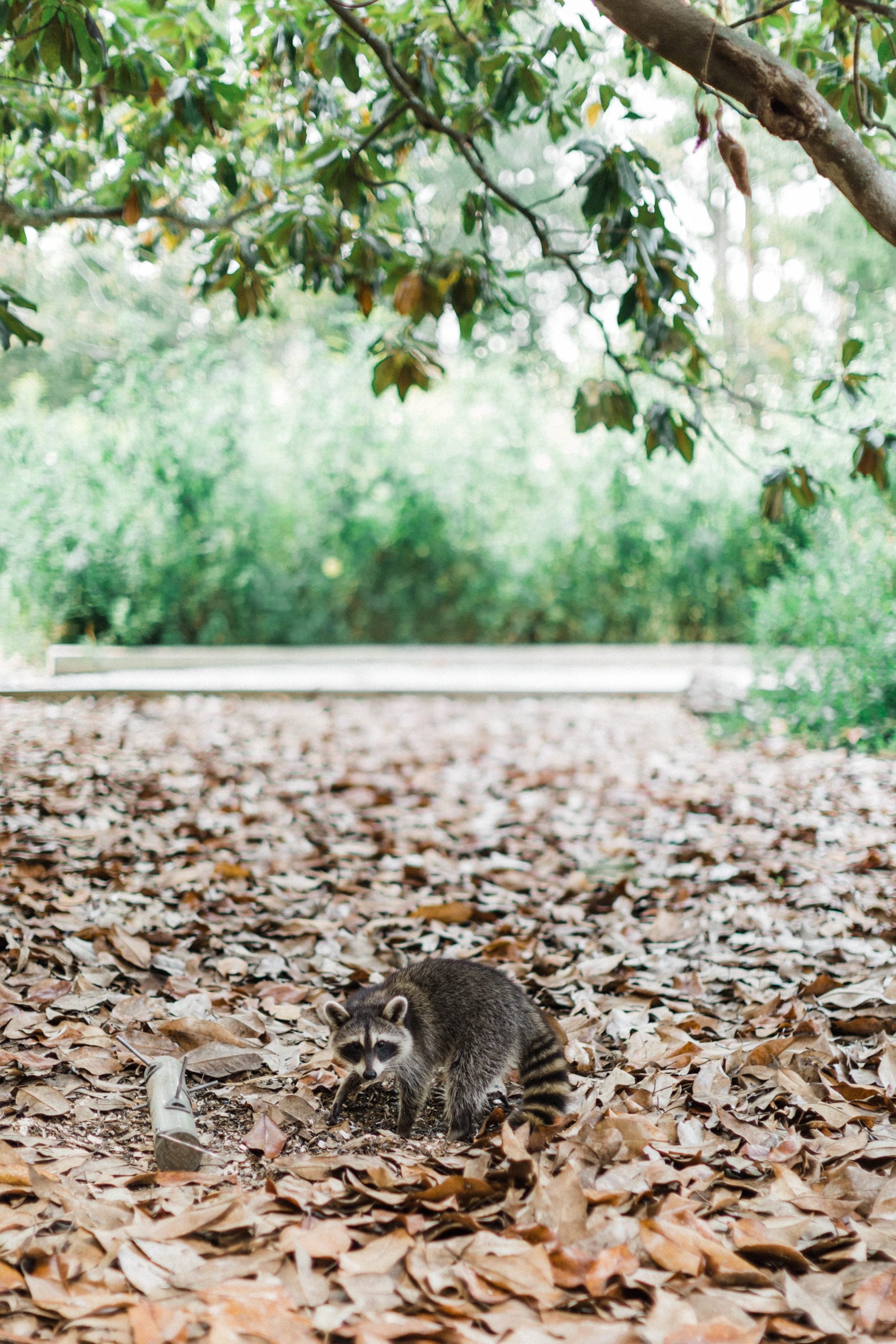 raccoon wedding crasher at Pascagoula River Audubon Center wedding