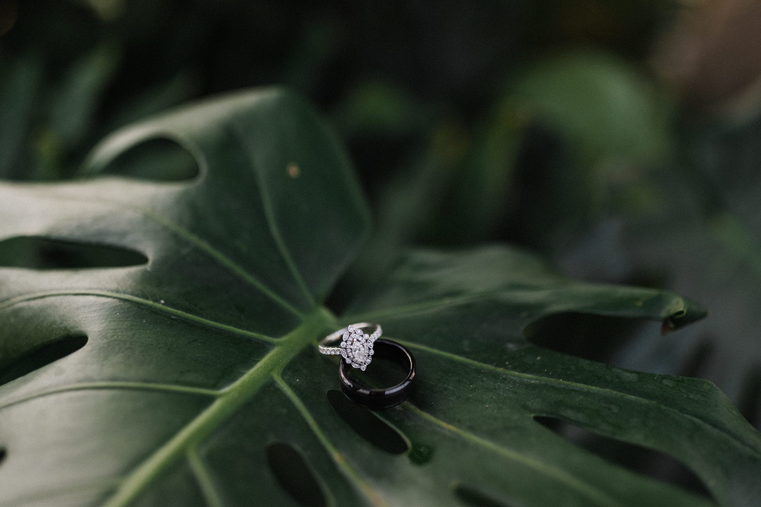 wedding rings on top swiss cheese plant